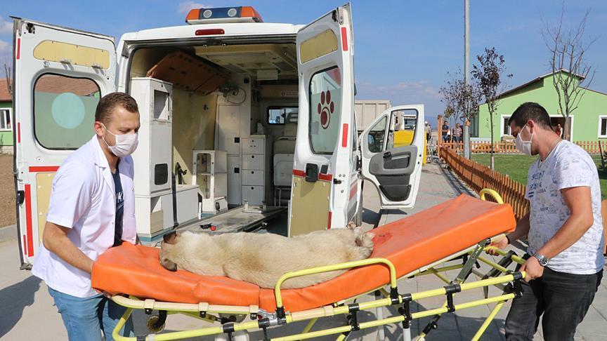 Hayvan Ambulansları Hangi Durumlarda Kullanılır?